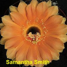 Samantha Smith.4.1.jpg 